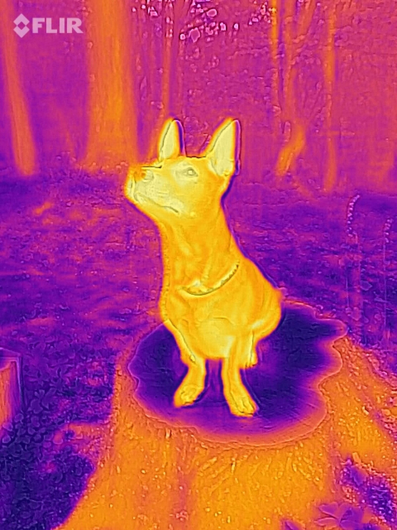 FLIR ONE GEN 3 - Caméra thermique (iOS) - Photo 2 sur 3