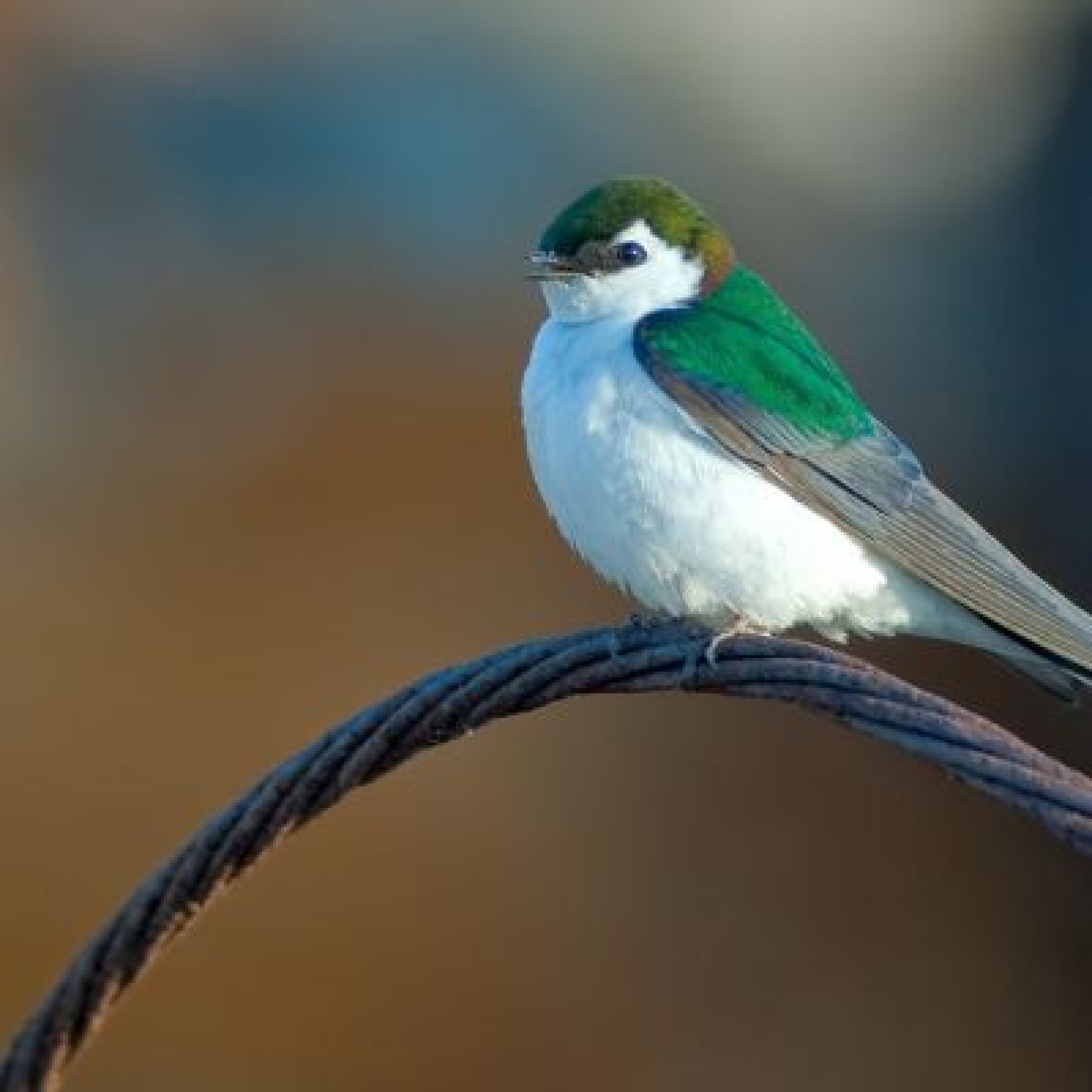 Canon EF 75-300mm f/4-5.6 III - Photo 2 sur 2
