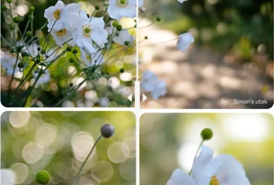 Location TTartisan 35mm T2.1 Dual Bokeh