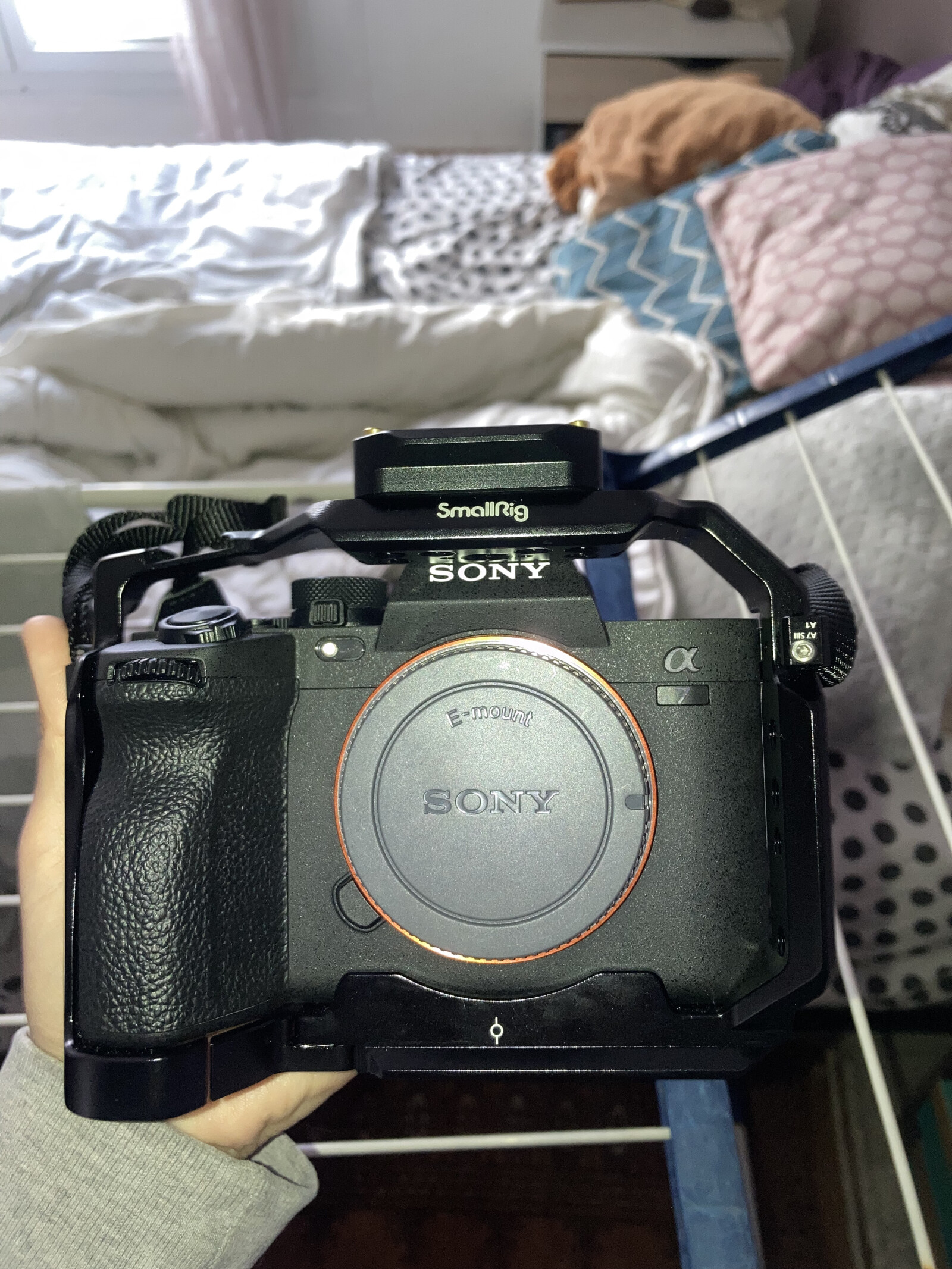 Sony Alpha 7 IV (A74) - Photo 2 sur 2