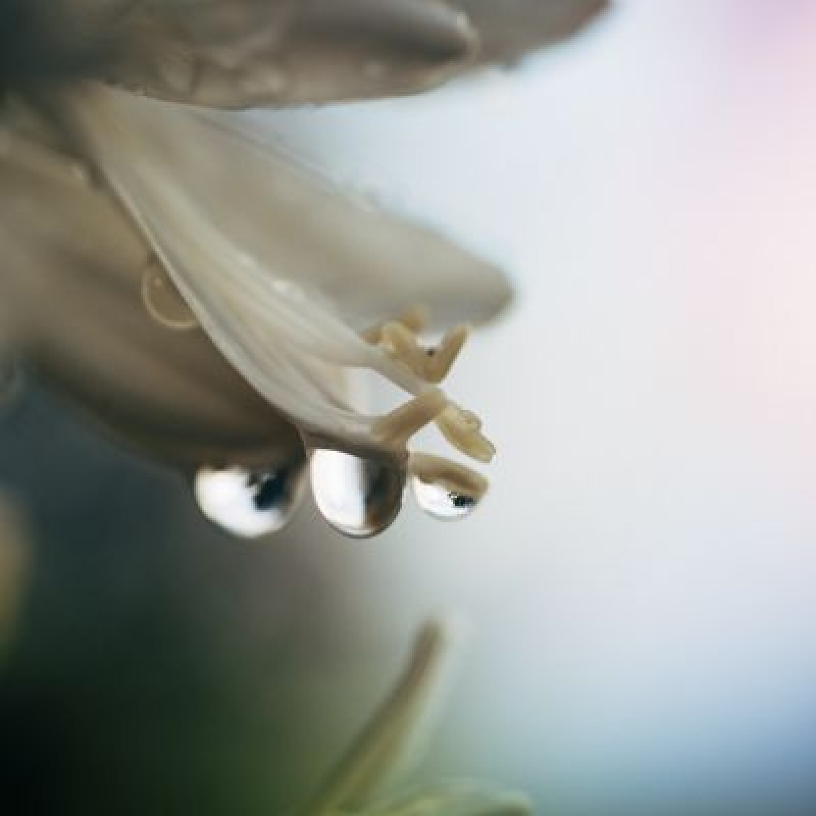 Nikon 60mm macro AF f/2.8D Micro-Nikkor - Photo 4 sur 5