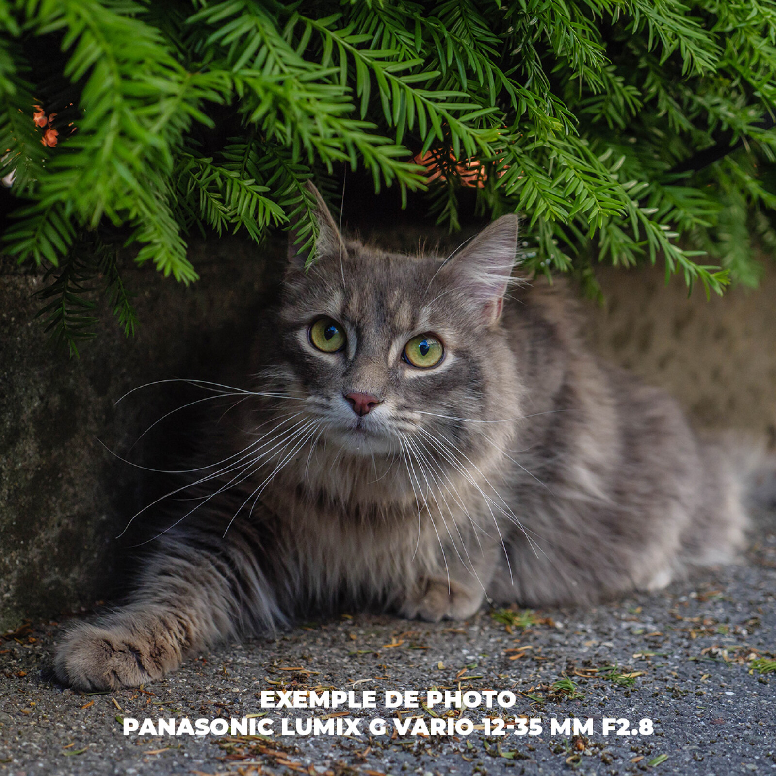 Panasonic Lumix G Vario 12-35 mm F2.8 II ASPH - Photo 4 sur 4