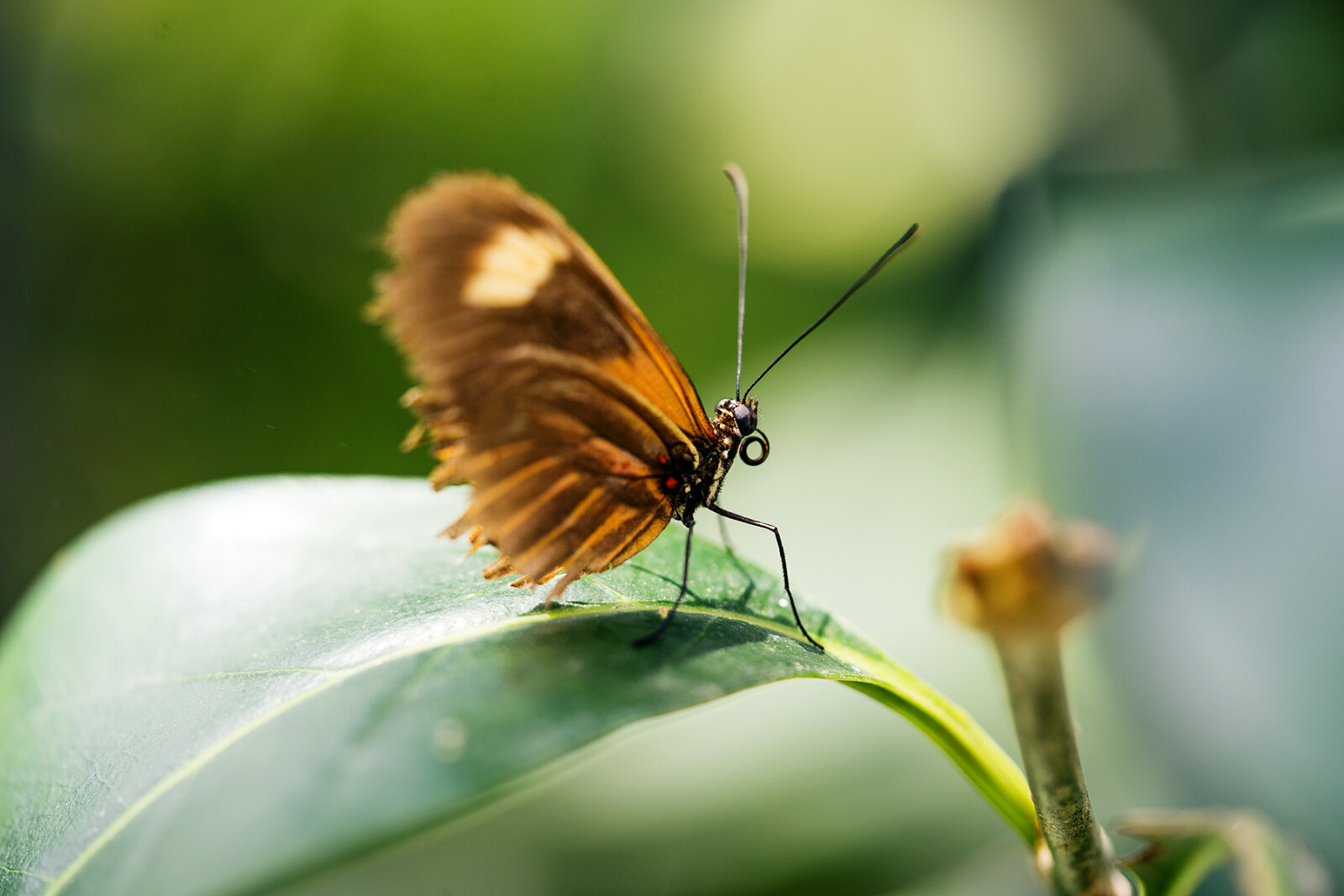 Sony 90mm macro  G F2.8 OSS FE - Photo 4 sur 4