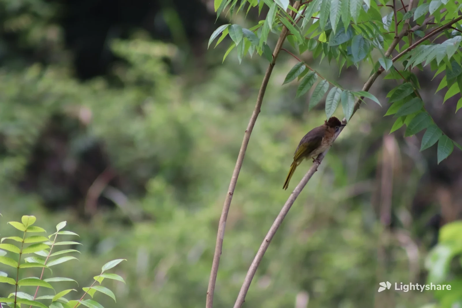Canon EF 75-300mm f/4-5.6 - Photo 7 sur 11