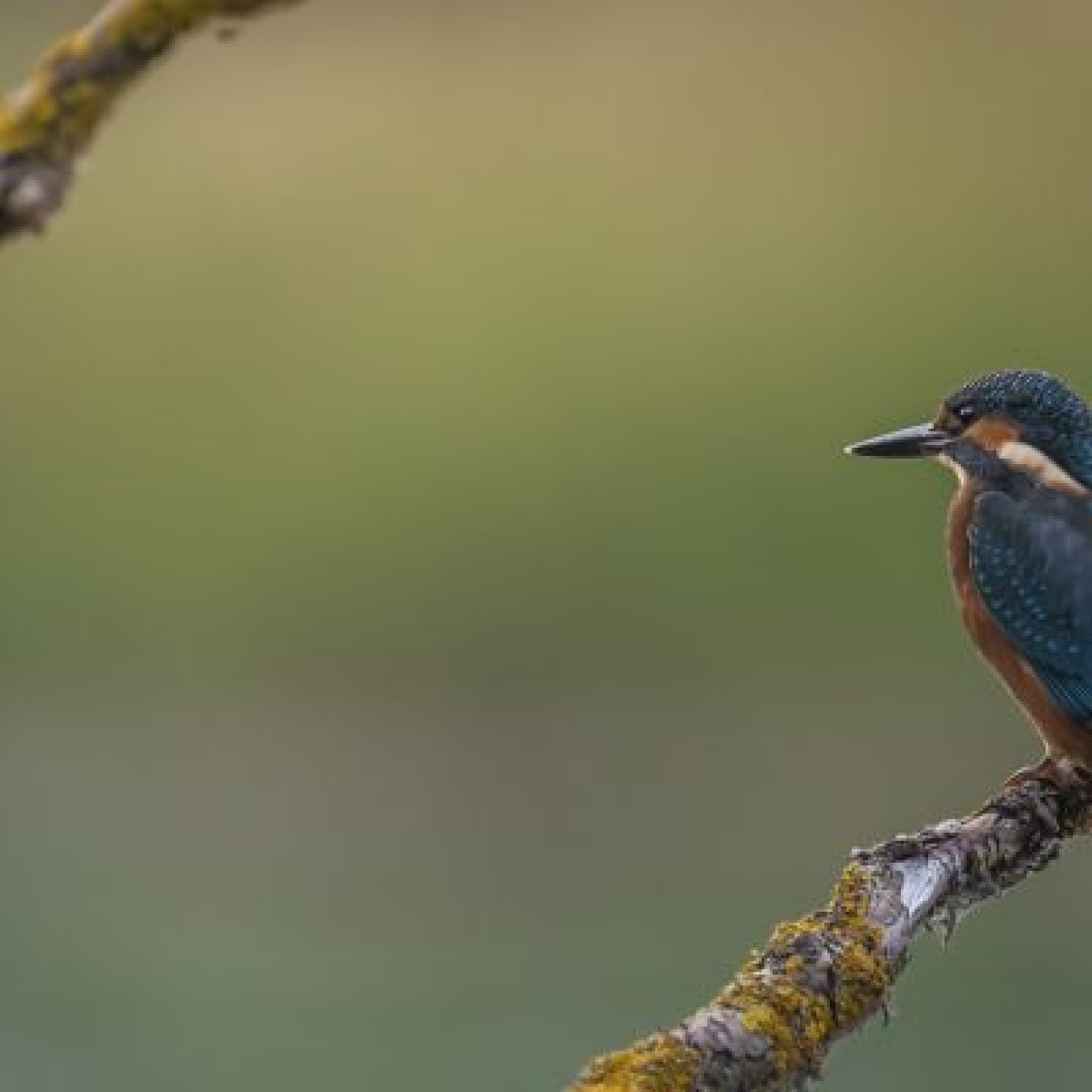 Nikon 200-500 f/5.6 + multiplicateur de focale TC 14 II - Photo 4 sur 5