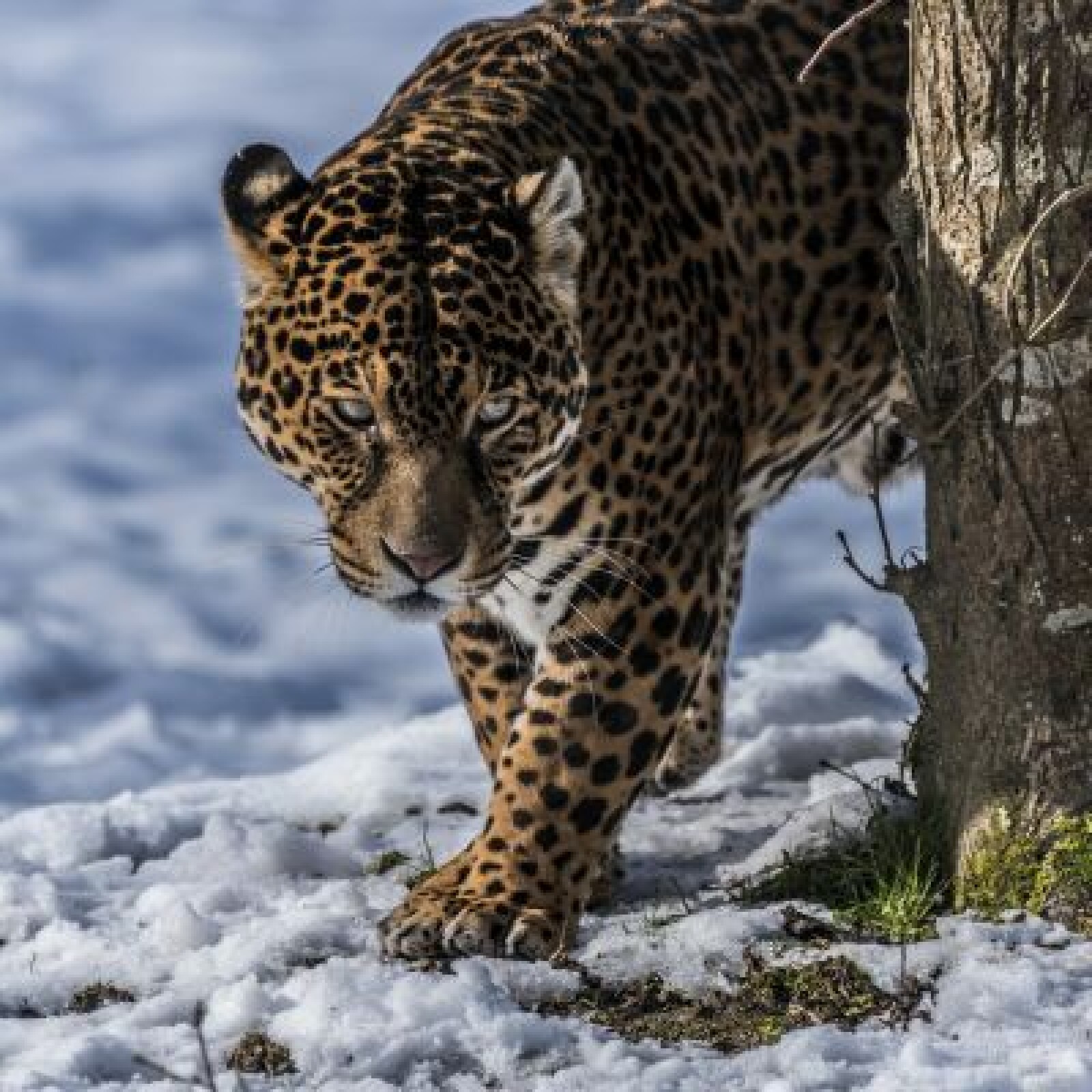 Nikon 200-500 f/5.6 + multiplicateur de focale TC 14 II - Photo 5 sur 5
