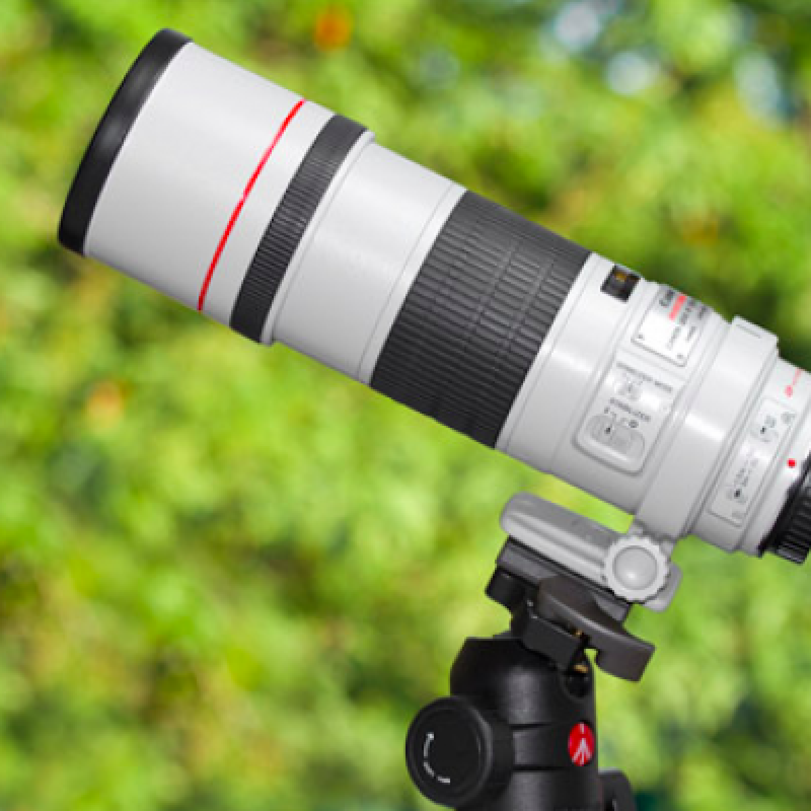 EF 300 mm L f/4 IS USM - Photo 3 sur 3