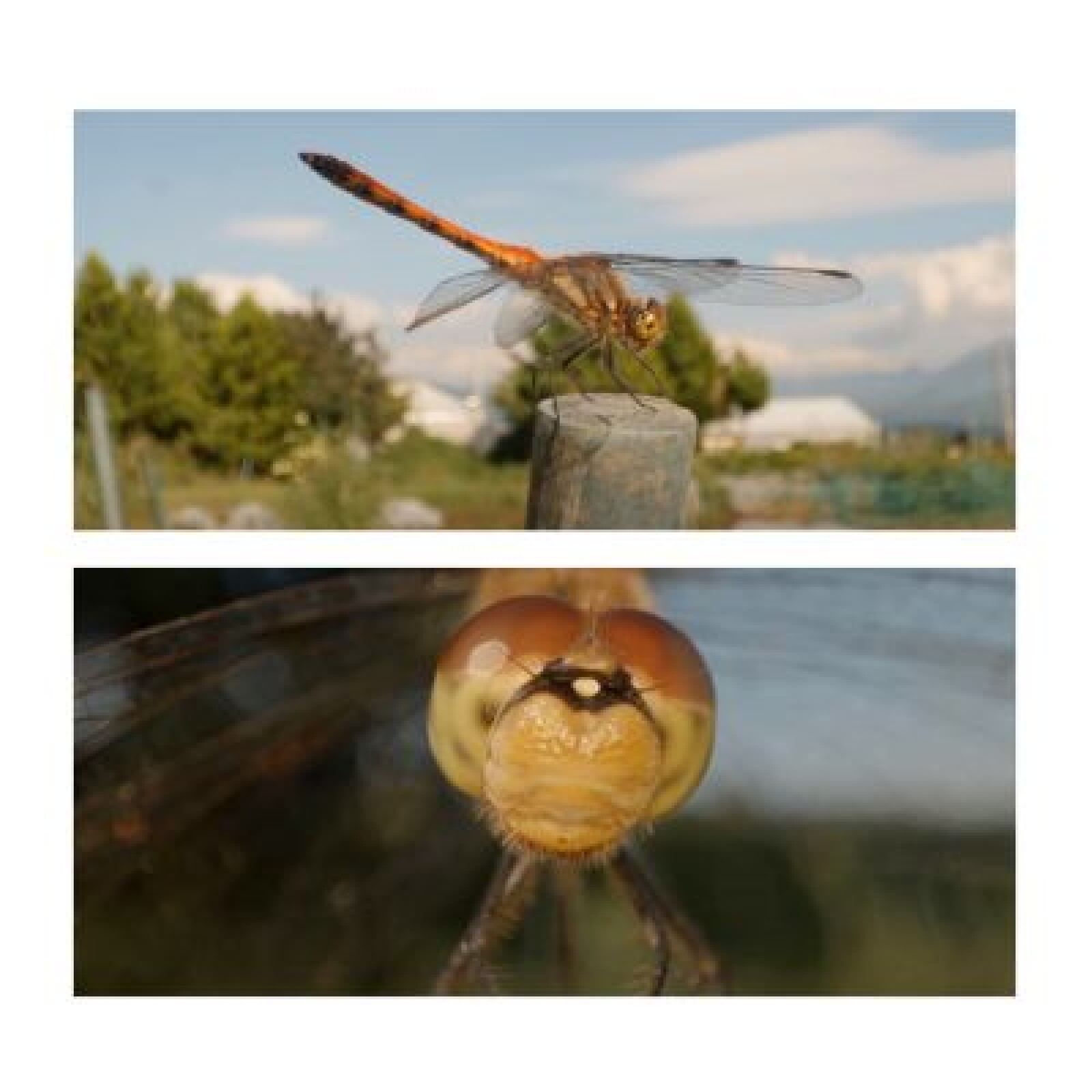 LAOWA Super Macro 24 mm F/14 Probe EF +  Powerbank 20000 Mah - Photo 4 sur 4
