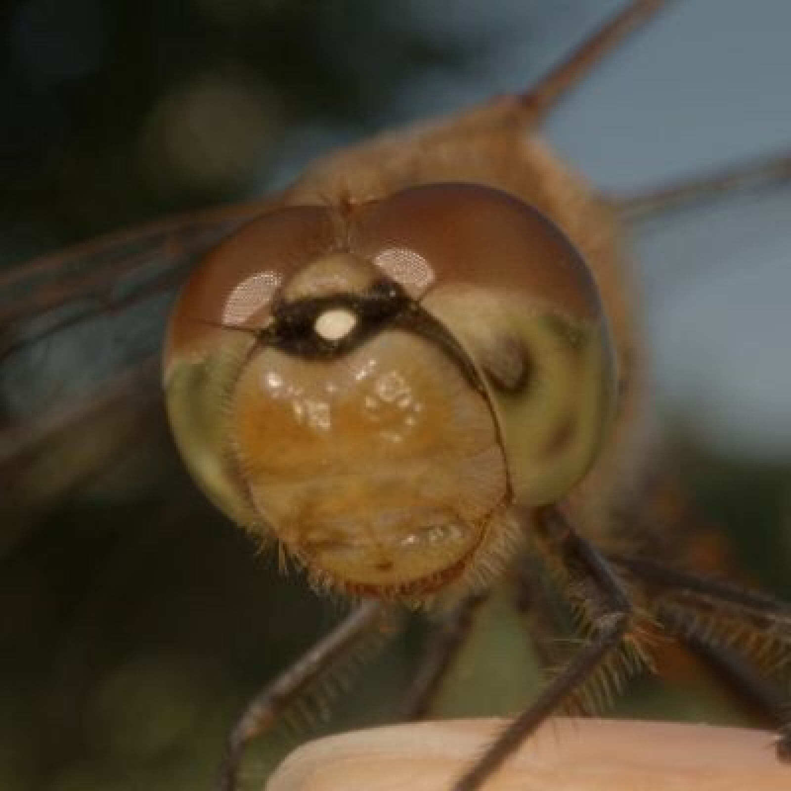 Laowa 24mm Macro f/14 - Monture Canon - Photo 5 sur 5