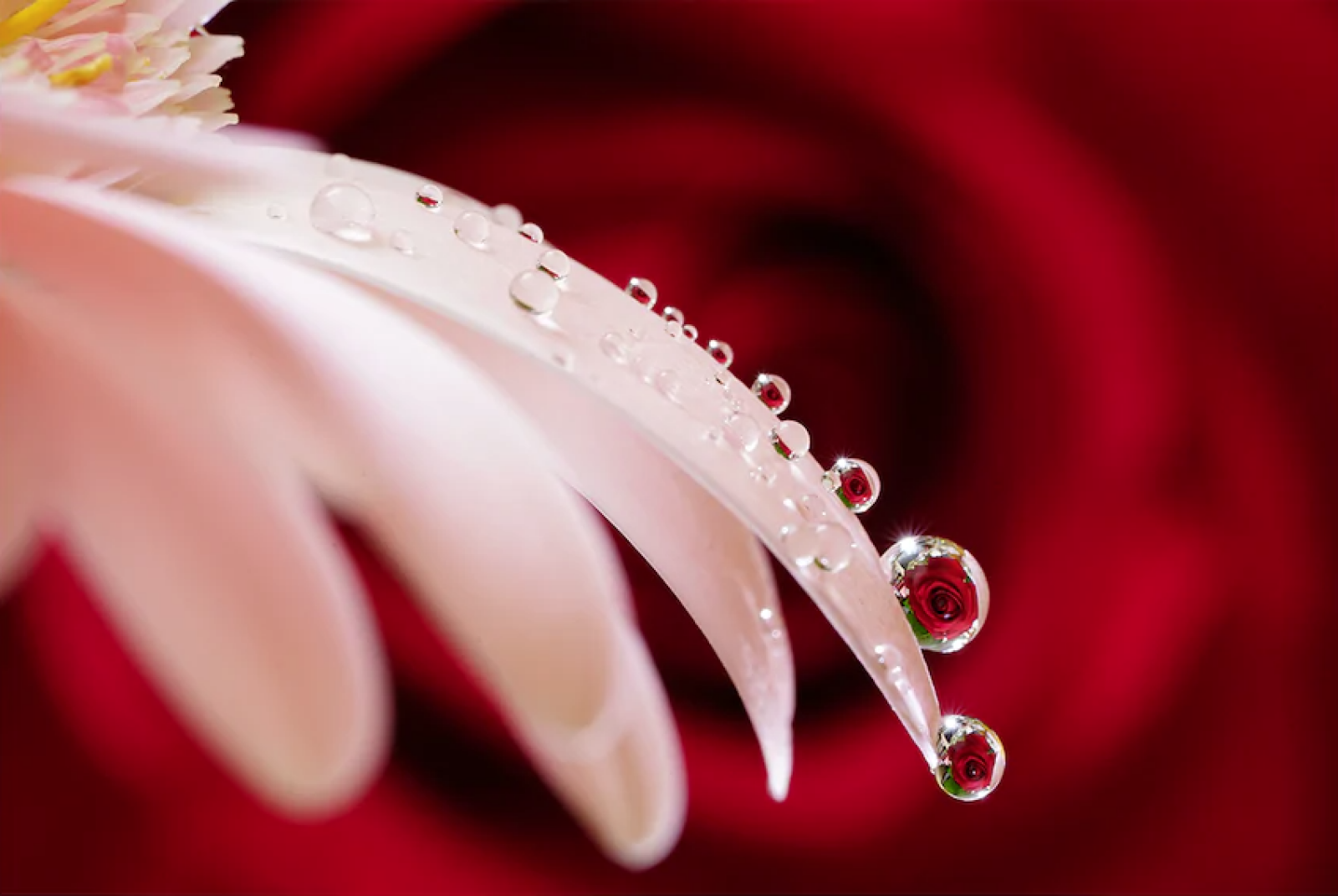 Sony 90mm f2.8 Macro. FE (SEL90M28G) - Photo 2 sur 3