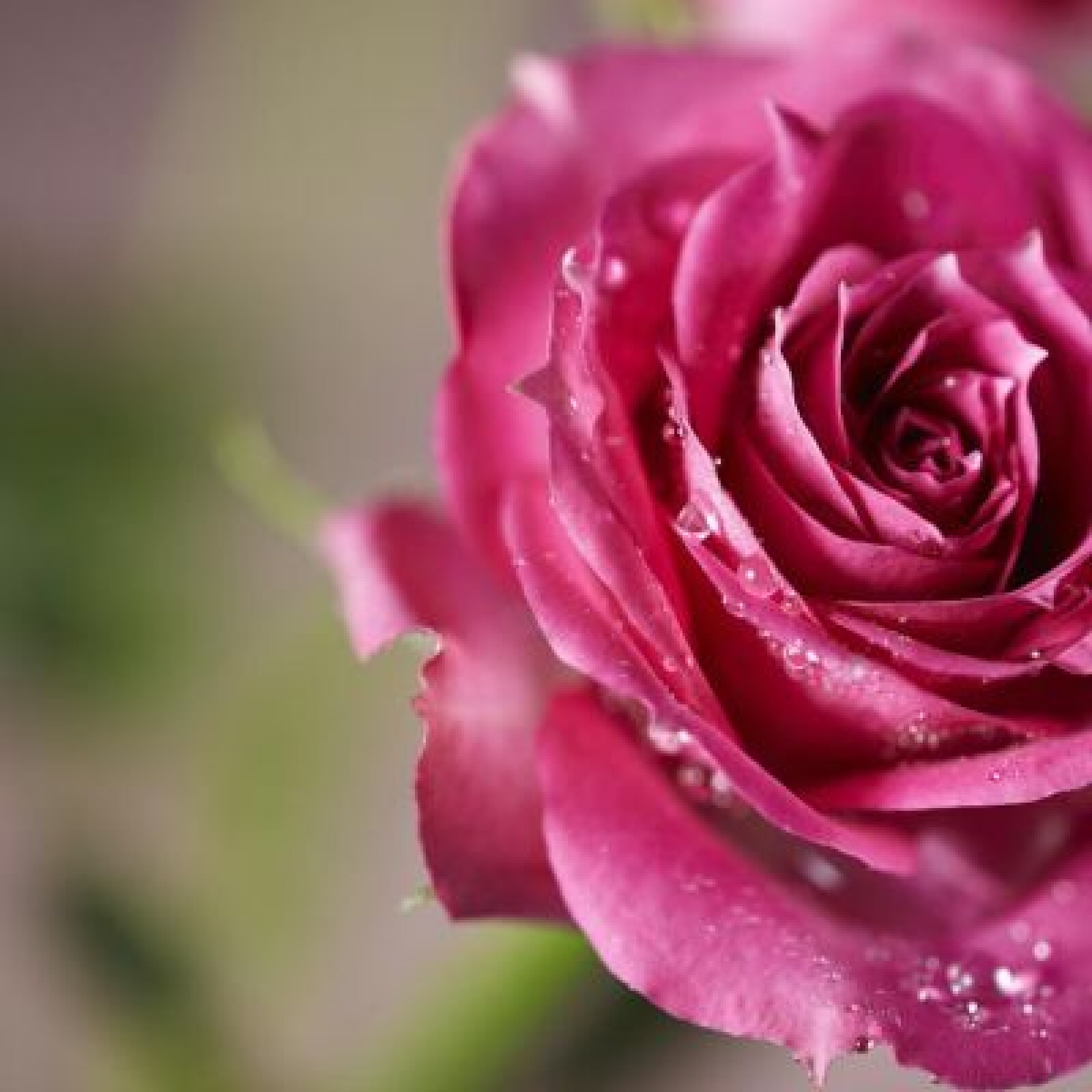 Objectif 100mm macro Samyang - Photo 3 sur 3