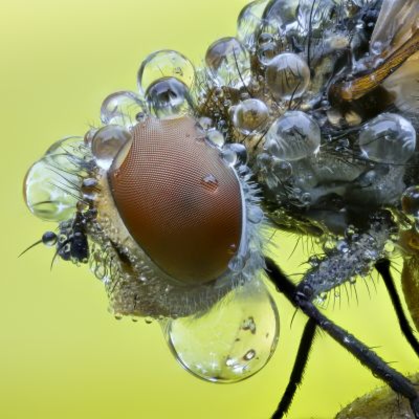 Objectif macro MP-E 65mm f/2.8 1-5x - Photo 2 sur 3