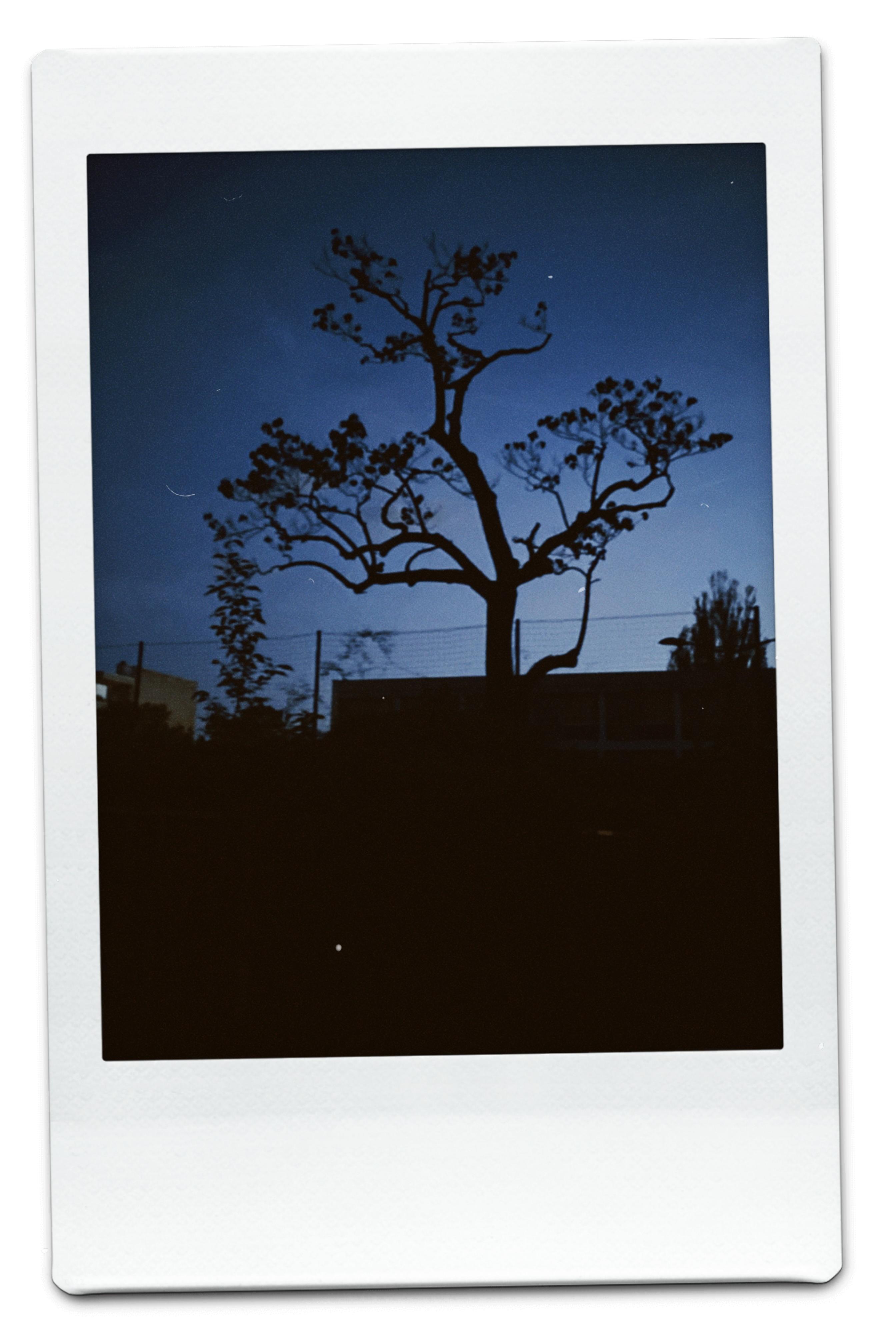 Ange C.