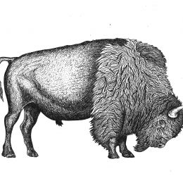 Fabrizio P.